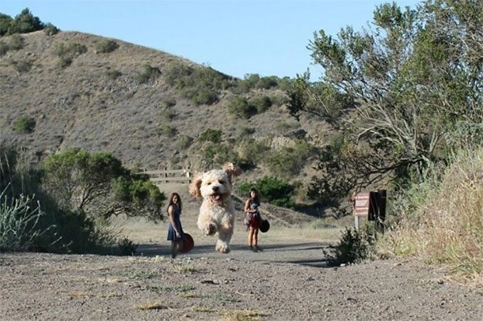 The angle makes this dog look like a giant creature.
