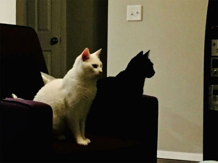 The black cat next to the white cat looks like its shadow.