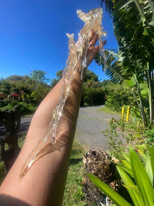 Beautiful resin from a cashew tree