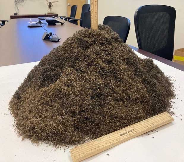 One million dead mosquitoes!