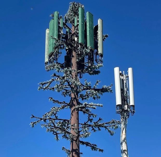 A tree decorated like a telephone pole, but for birds
