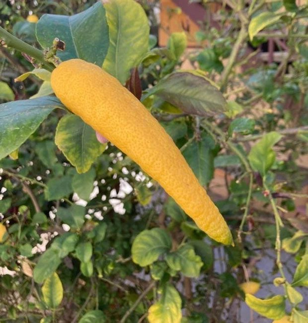 A rather long lemon