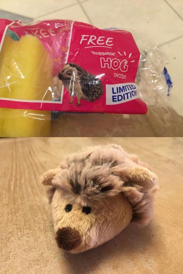 A cute hedgehog with a dish sponge