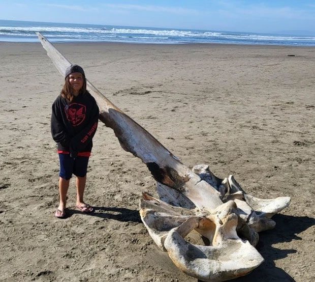 That's a whale skull!