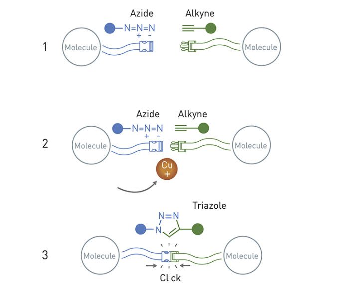 Molecular building blocks combine quickly and efficiently through Click reactions.