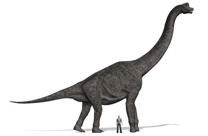 Brachiosaurus may have been a warm-blooded animal.