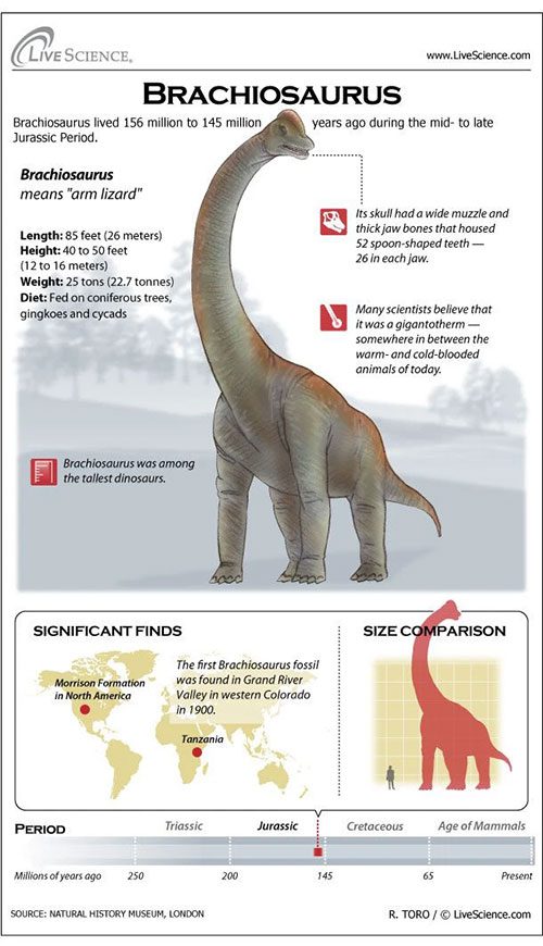 Detailed information about Brachiosaurus