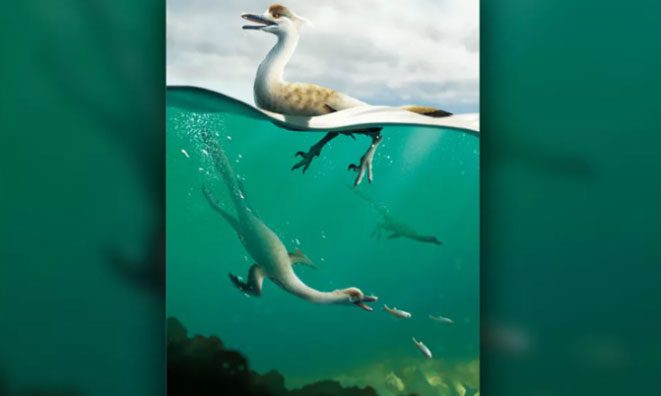 Illustration of how the dinosaur Natovenator polydontus swims and dives.