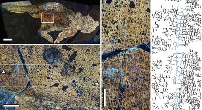 Laser image of the navel scar of Psittacosaurus and close-up of the scales.