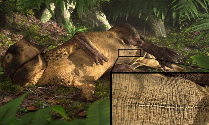 3D reconstruction of Psittacosaurus dinosaur lying on the ground, showcasing a long navel scar.