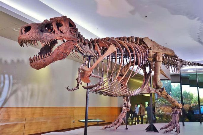 The famous dinosaur Sue is a T. imperator, not a typical T-rex