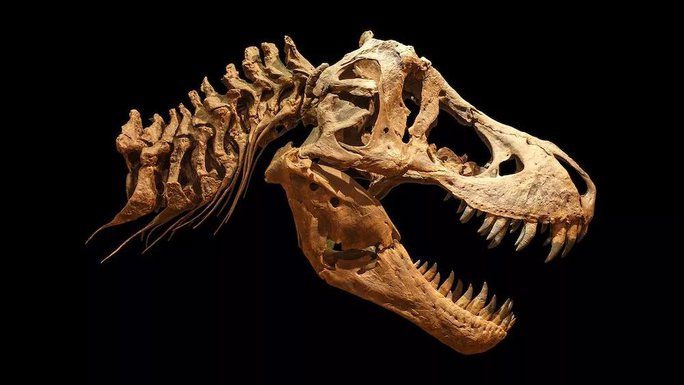 All the giant T. rexes that humanity has ever known may just be the smallest ones