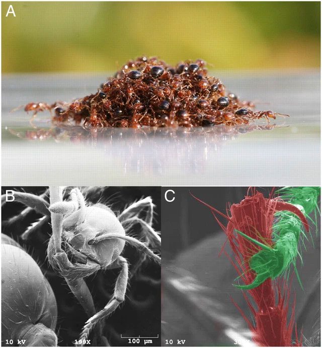 Fire ants using their skills to pave the way across a sticky surface.