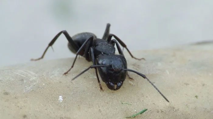 There are more than 20 quintillion ants on our planet