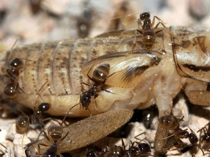 Tawny Crazy Ant eating a cricket.