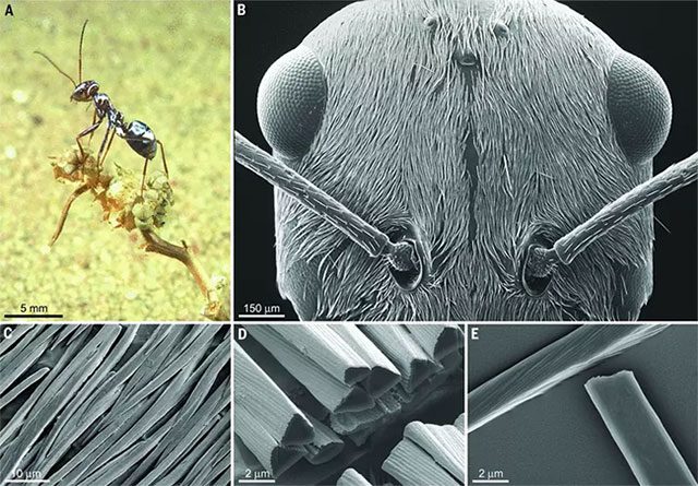 Ants have an exoskeleton made of chitin.