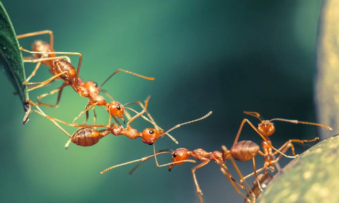Ants form bridges to help each other move.