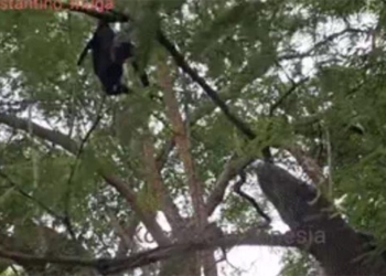 komodo dragon climbs tree to catch prey will it succeed 118915