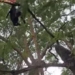 komodo dragon climbs tree to catch prey will it succeed 118915