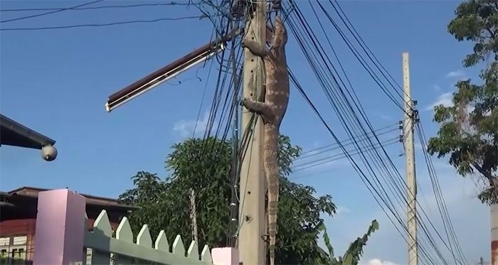 The creature clinging to the utility pole.