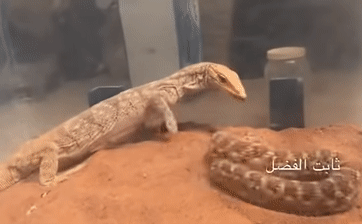 The surprising victor was the monitor lizard.