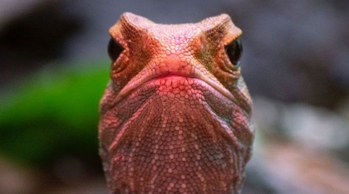 Tuatara