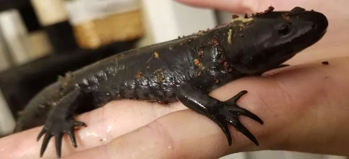 ky giong axolotl 1 1