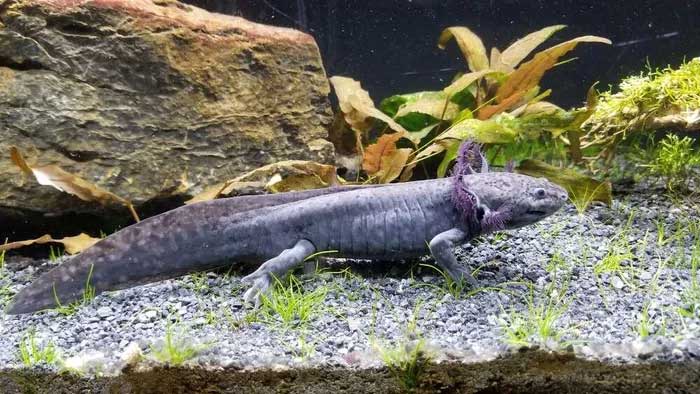 Axolotl, also known as Ambystoma mexicanum