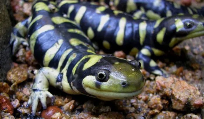 Tiger salamanders are close relatives of axolotls.