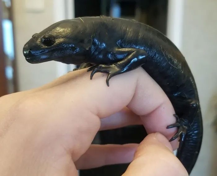 The axolotl's shape resembles a hybrid between a salamander and a tadpole.