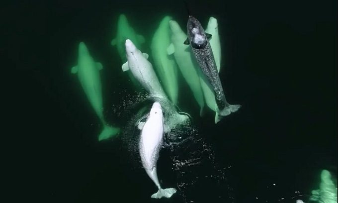 Narwhal swimming with a pod of beluga whales