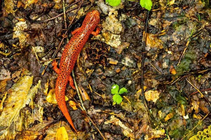 Red Salamander
