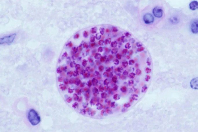 The shape of the T.gondii parasite under a microscope.