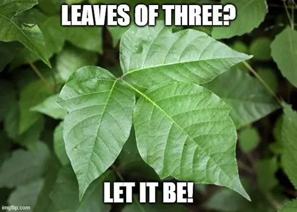 These leaves may look harmless, but don't touch them.