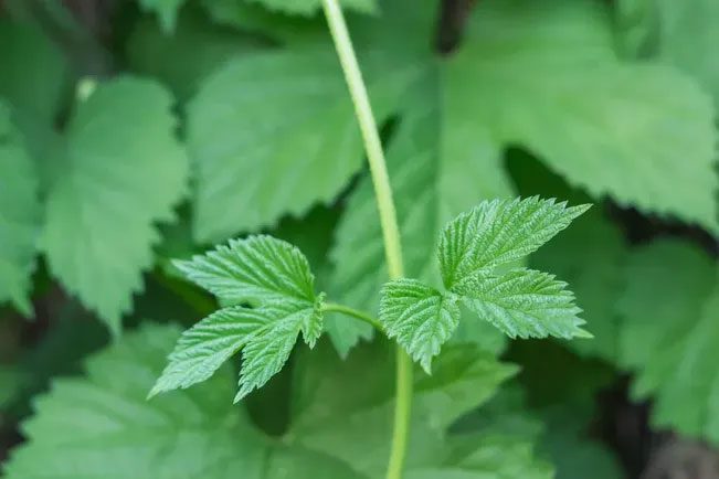 Poison Ivy Leaves.