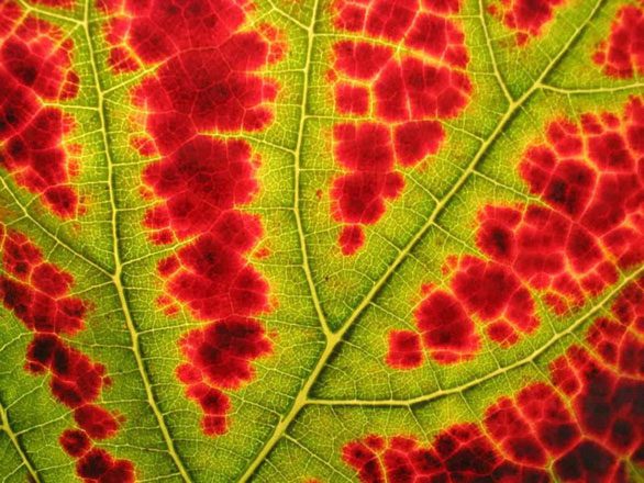 A leaf gradually turning red in autumn