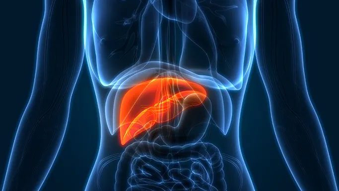 The average age of human liver cells is around 3 years old.