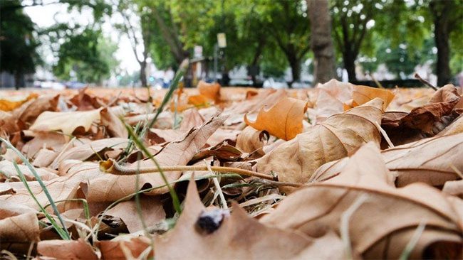 Leaves falling in London.