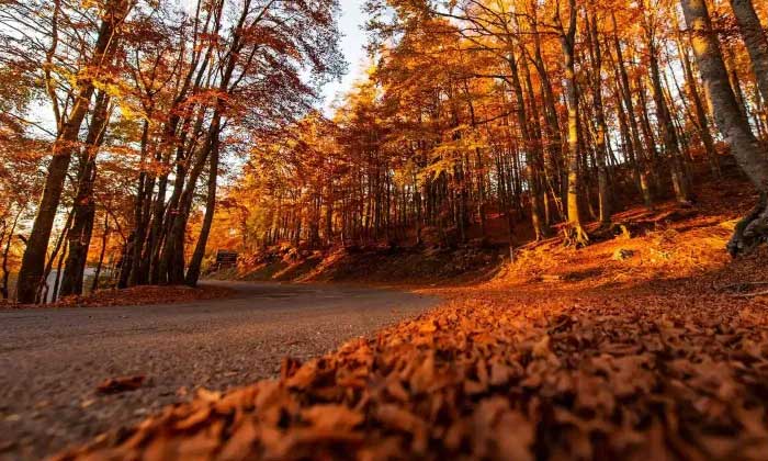 Eindhoven encourages residents not to collect or process fallen leaves