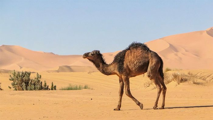 Camels can survive for over a week without water and many months without food.