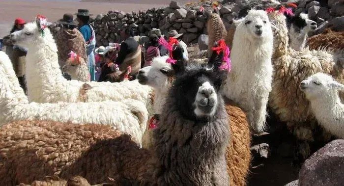 Horses and North American camels were among the animals that migrated to Russia.