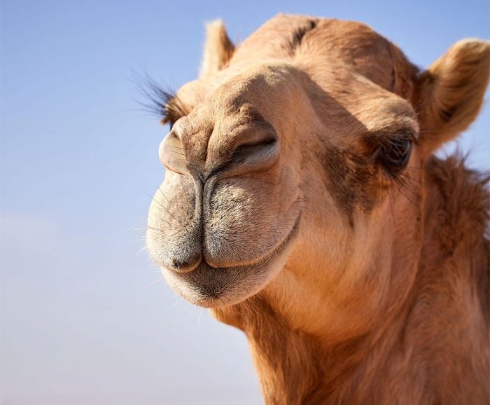 Camels have a split upper lip.