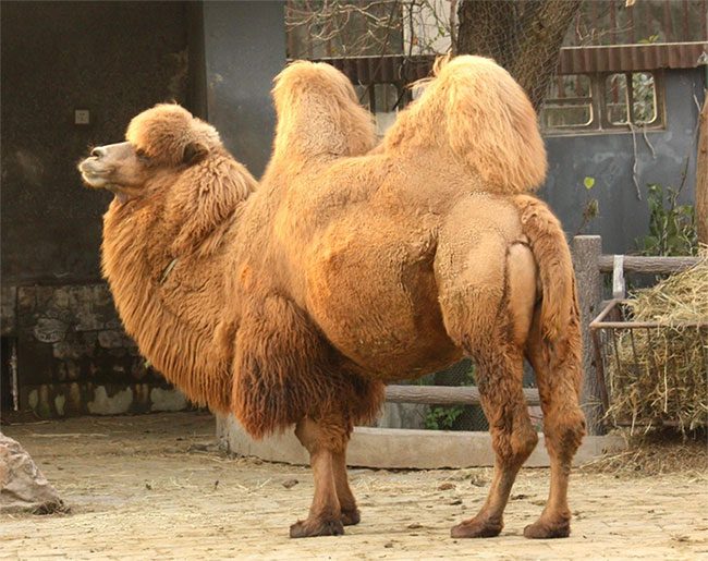 A Bactrian camel (Camelus bactrianus) at Shanghai Zoo.