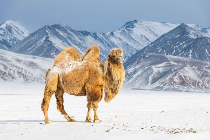 If still alive, this giant camel would be an oversized version of the Bactrian camel in the picture