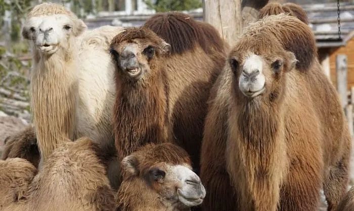 Essentially, one could say that camels originated from North America.