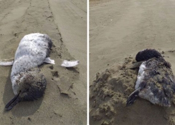 lack of food hundreds of birds die in droves off the coast of new zealand 121140