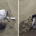 lack of food hundreds of birds die in droves off the coast of new zealand 121140