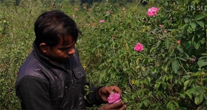 Workers harvesting roses