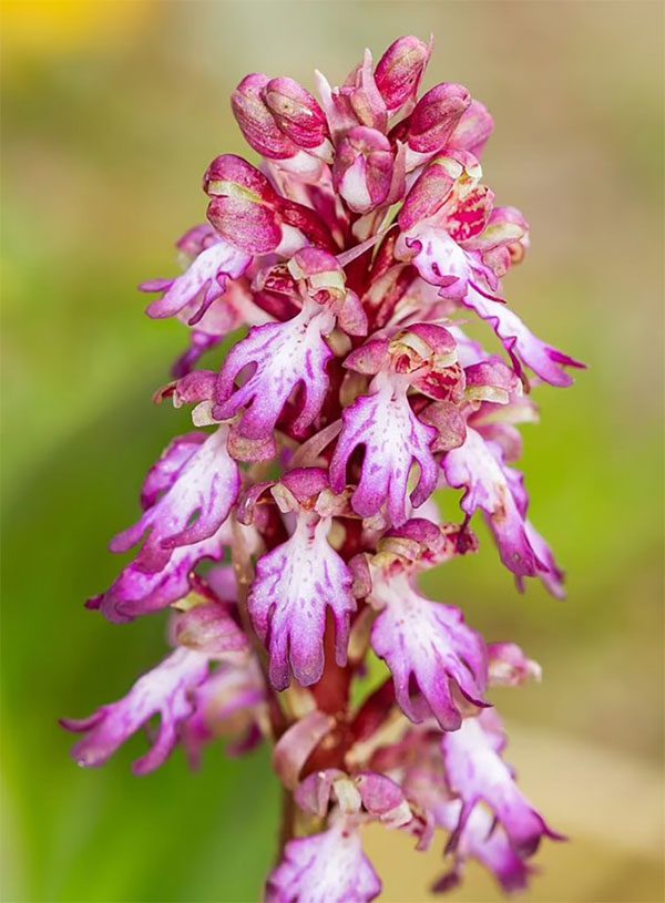 Giant Orchid with fragrant purple-red flowers.