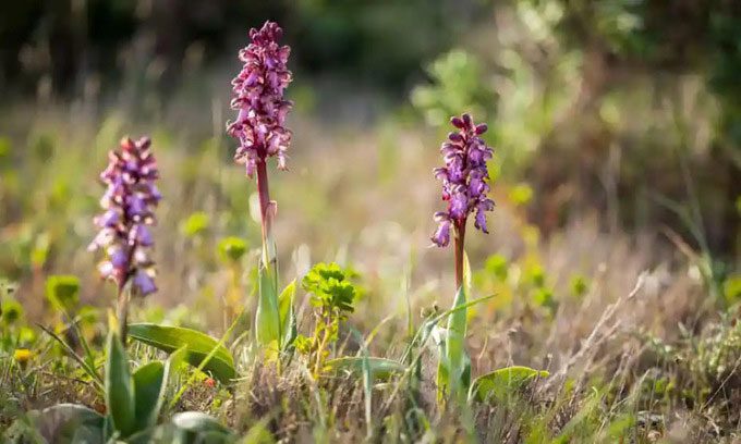 Giant Orchid Himantoglossum robertianum